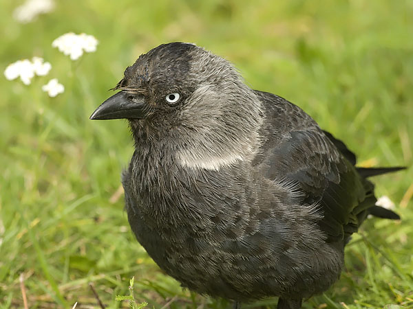 Naakka, Western Jackdaw, Corvus monedula